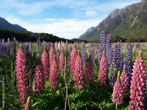 Field of pink and purple colour lupins (lupinus) flowers at meadow surrounded by mountains. New Zealand.