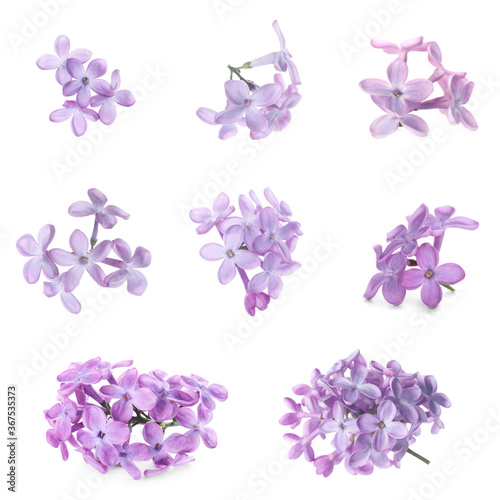 Set of fragrant lilac flowers on white background