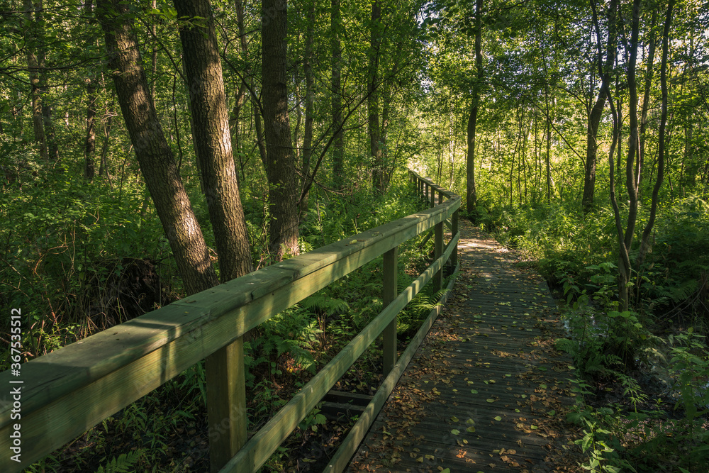 Calowanie Swamp - wooden footbridge on the peatbog in the Masovian Landscape Park, Karczew, Poland