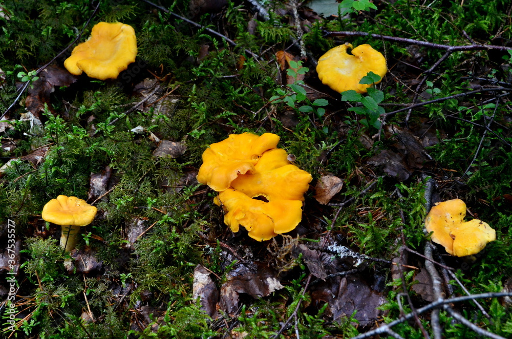 Yellow edible chanterelle mushrooms in a forest at autumn