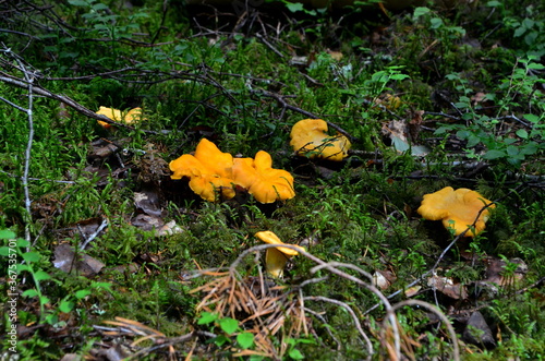 Yellow edible chanterelle mushrooms in a forest at autumn