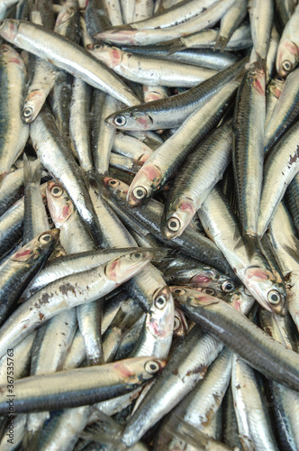 texture of fresh fish anchovies