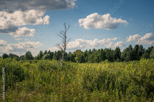 Calowanie Swamp - peatbog in the Masovian Landscape Park, Karczew, Poland