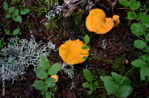 Yellow edible chanterelle mushrooms in a forest at autumn