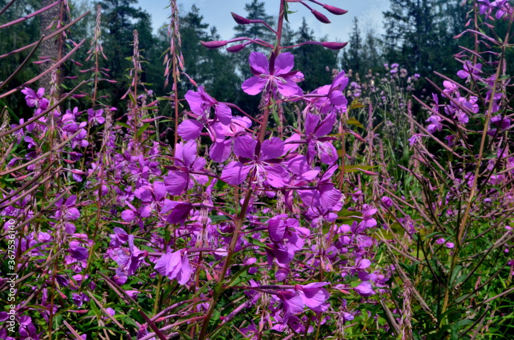 Obraz premium Blooming Willow herb in the forest on a sunny summer day, Ivan tea blooms with purple flowers