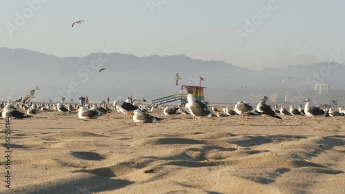 Sea gulls on sunny sandy california coast, iconic retro wooden rainbow pride lifeguard watchtower. Venice beach near Santa Monica resort. Summertime symbol of Los Angeles, CA USA. Travel concept.