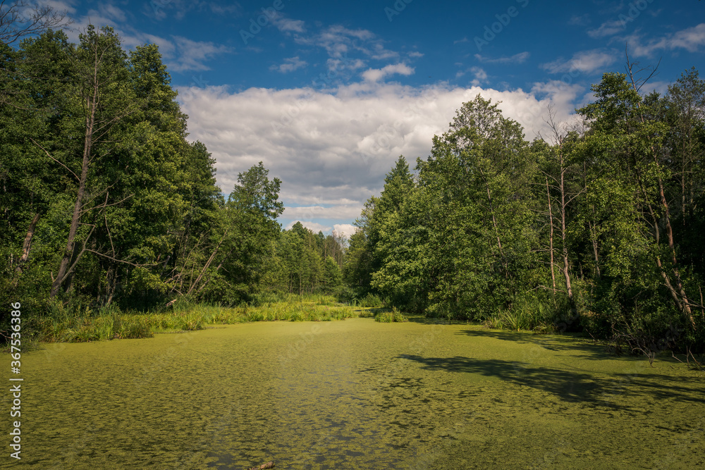 Calowanie Swamp - peatbog in the Masovian Landscape Park, Karczew, Poland