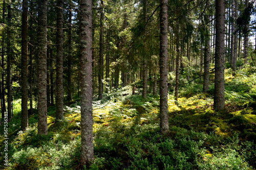 mixed tree and spruce forest on a sunny summer day
