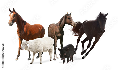 Collage with horses and other pets on white background. Banner design © New Africa
