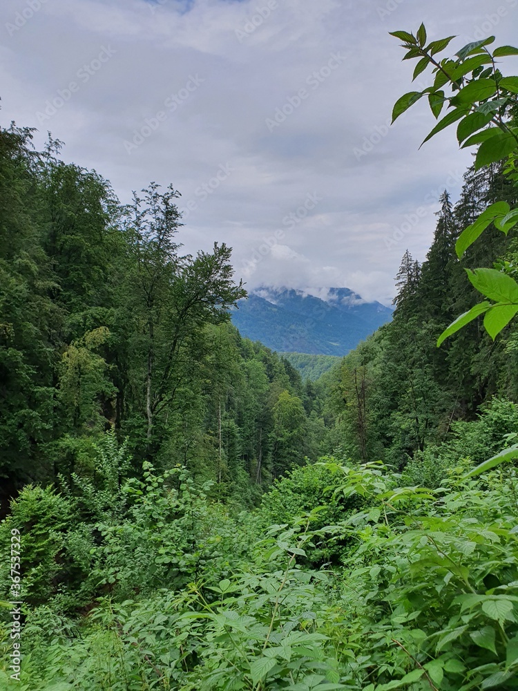 Fototapeta premium forest in the mountains