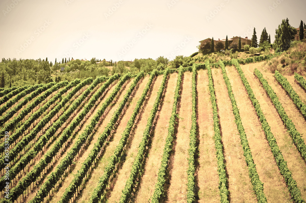 Vineyards and olive groves in Italy