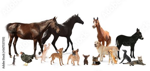 Collage with horses and other pets on white background. Banner design