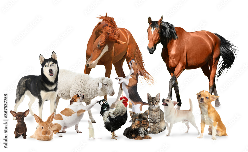 Collage with horses and other pets on white background Stock Photo | Adobe  Stock