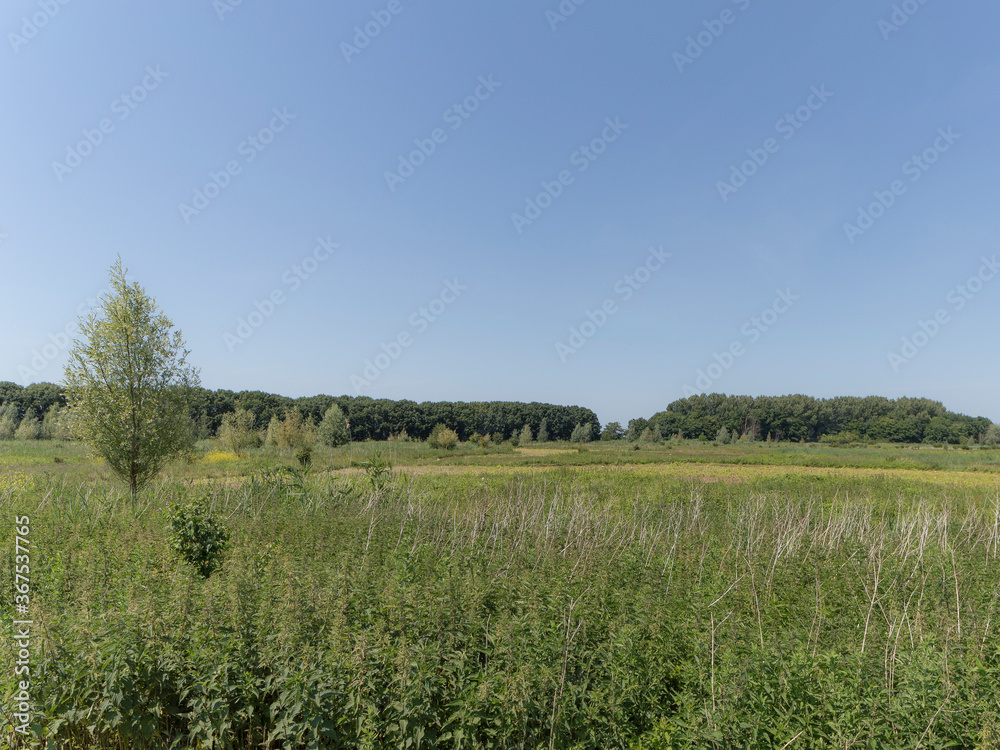 Nature reserve Oostvaardersveld, the Netherlands.