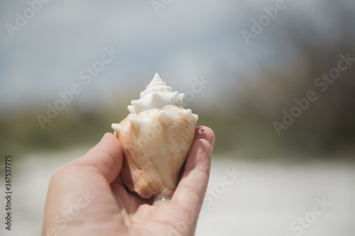 shelling on Marco Island 10000 islands ten thousand islands  photo