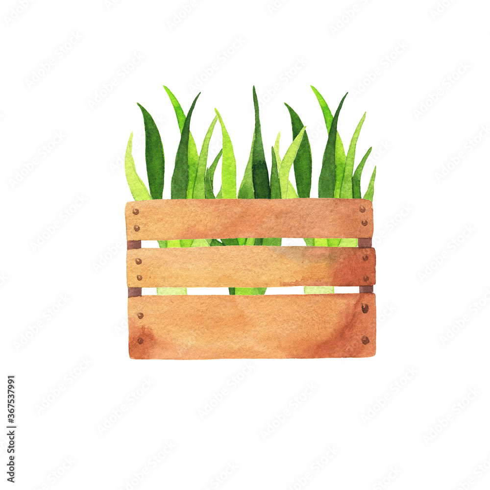 Wood box with green plants on white background. Hand drawn watercolor illustration. Wood box with green plants on white background. Hand drawn watercolor illustration.