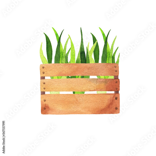 Wood box with green plants on white background. Hand drawn watercolor illustration.