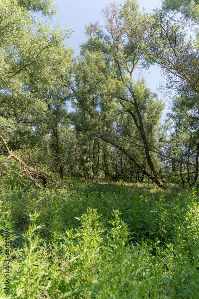 Nature reserve Oostvaardersveld, the Netherlands.