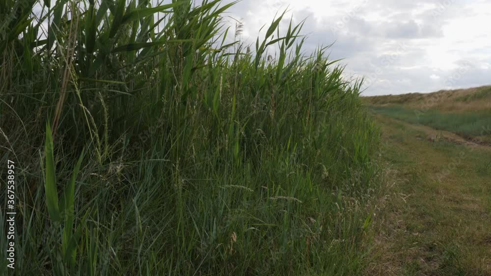 Coastal grass land blowing in the wind on a overcast day. Coastal grass land blowing in the wind on a overcast day.
