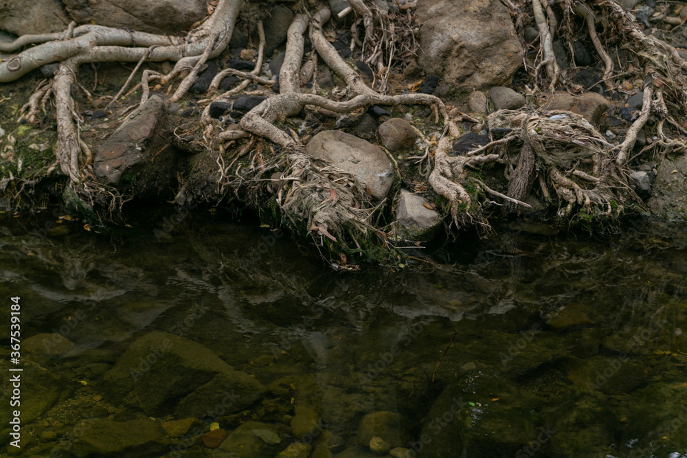 Obraz premium tree roots are reflected in the water