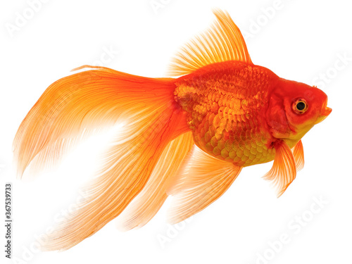  Goldfish on White © vangert