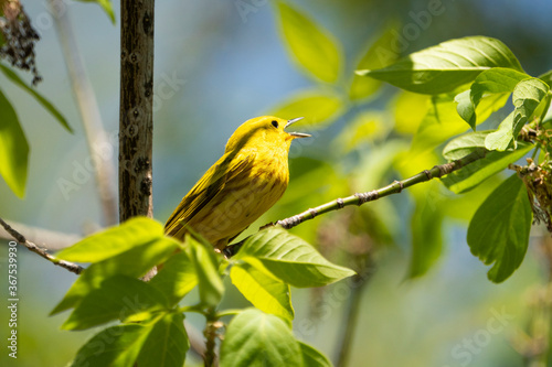 Yellow warbler perched in a tree and signing in a park