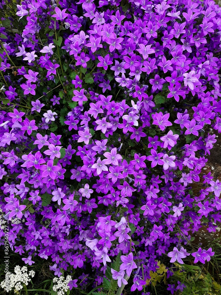 Obraz premium purple flowers background