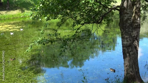 Beautiful landscape with pond in the Alexander Park. View of ducks swimming in the water.