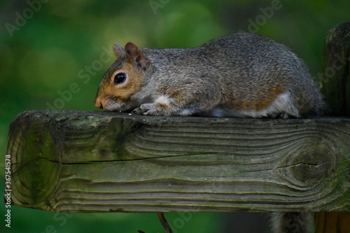 Photography Grey squirrel relaxing on a cross-piece