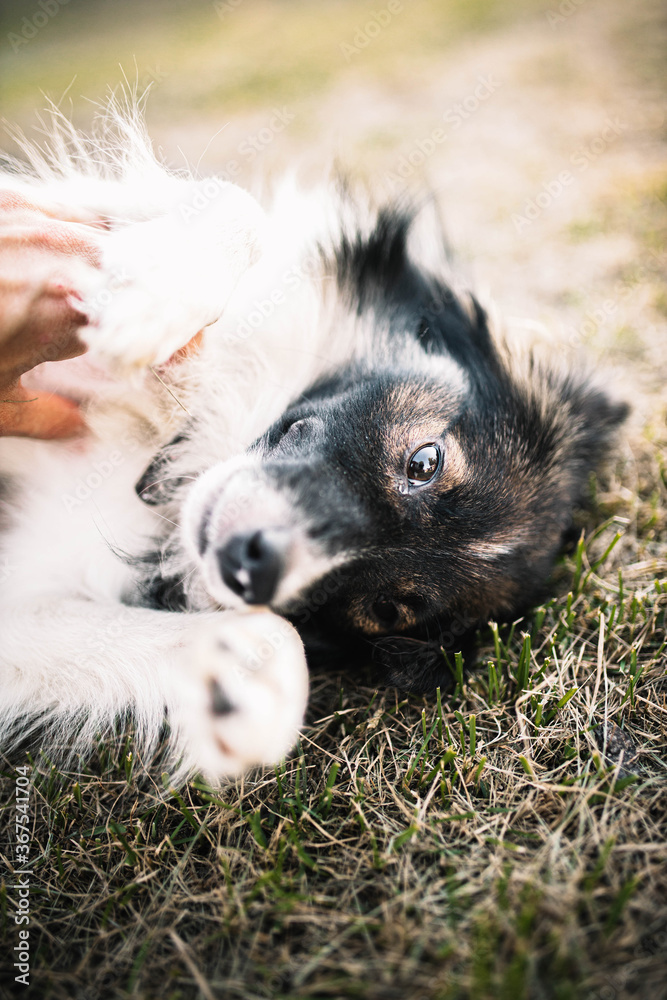Obraz premium shaggy dog lies on the grass and lovingly looks at the person. walk in the street 