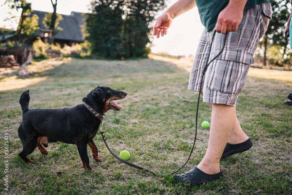 training of the German Jagdterrier in the summer on the lawn. training of the German Jagdterrier in the summer on the lawn.