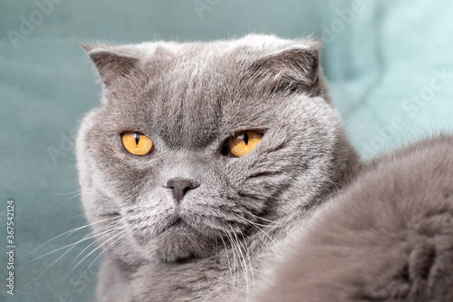 Gray scottish fold cat with orange eyes on a soft green sofa, which receives sunlight from the window. Selective focus