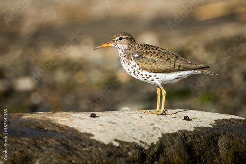 Spotted Sandpiper foraging for food by the St.Lawrence River