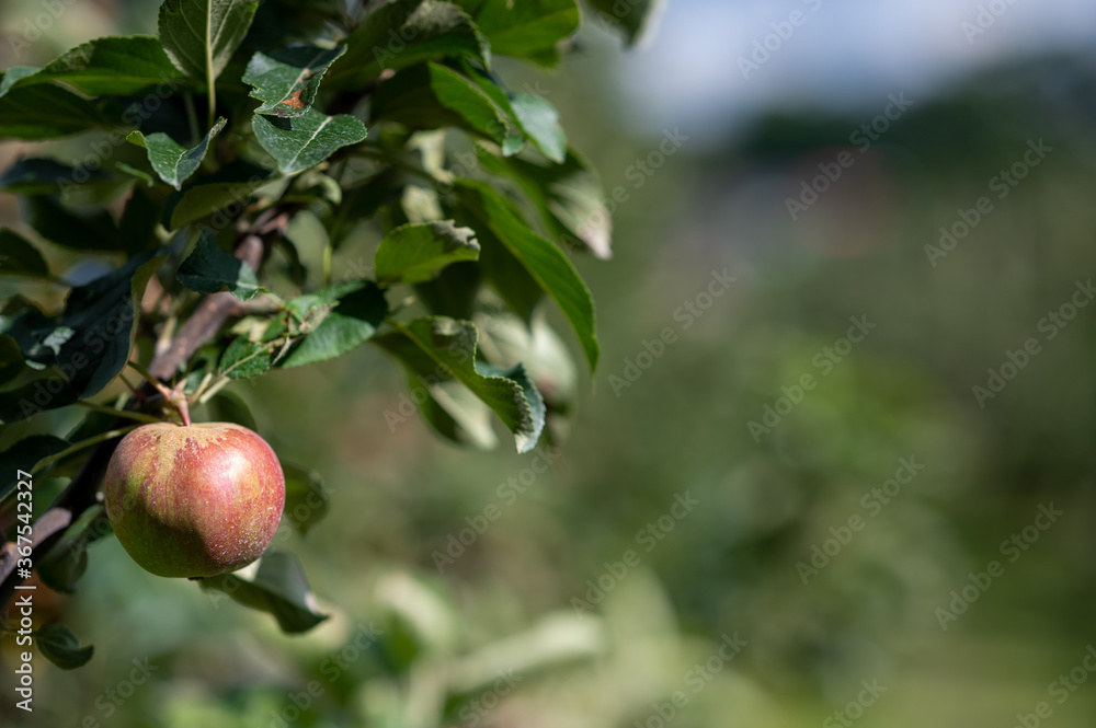 Close up of a apple tree near Jork, Germany. Close up of a apple tree near Jork, Germany.