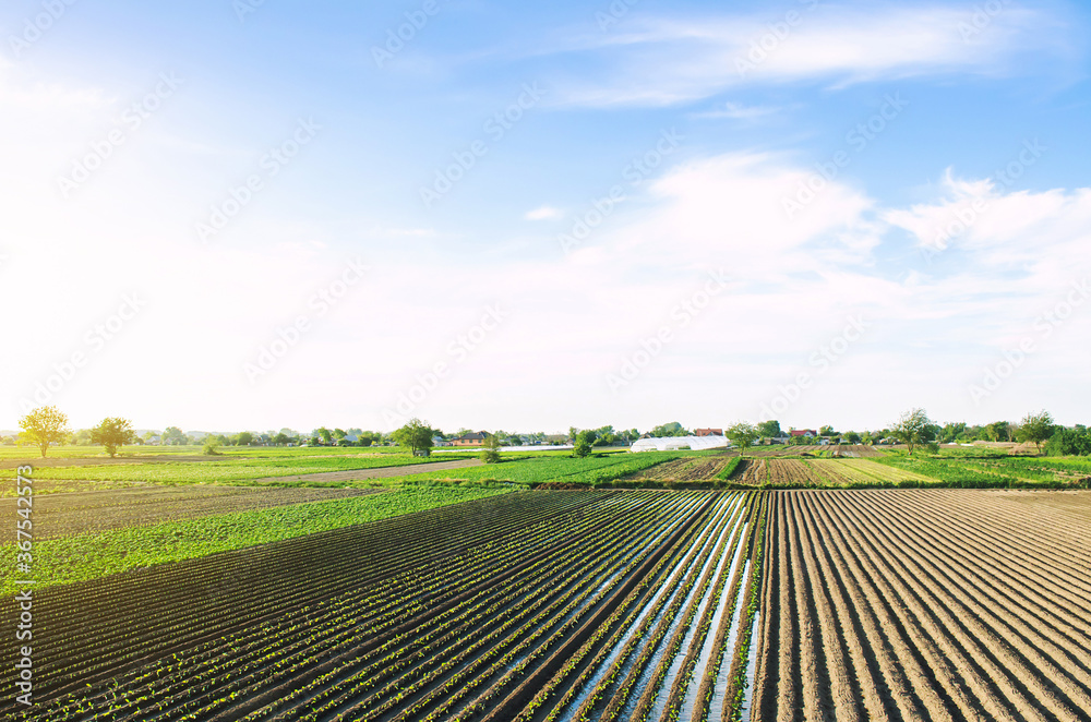 Irrigation of agricultural farm fields. Growing and food production of vegetables. Agronomic farming. Water resources. Agroindustry and agribusiness. Moisturizing and care