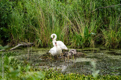 Swans with young ones in a natural nest in the water, surrounded by greenery in a natural water reservoir