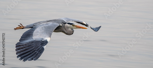 Blue Heron in Flight