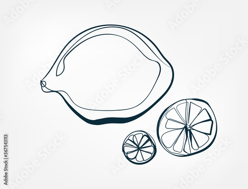 lemon fruit vector one line art isolated illustration