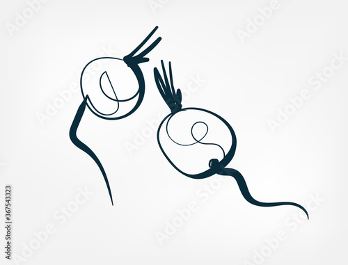 radish vegetable vector one line art isolated illustration