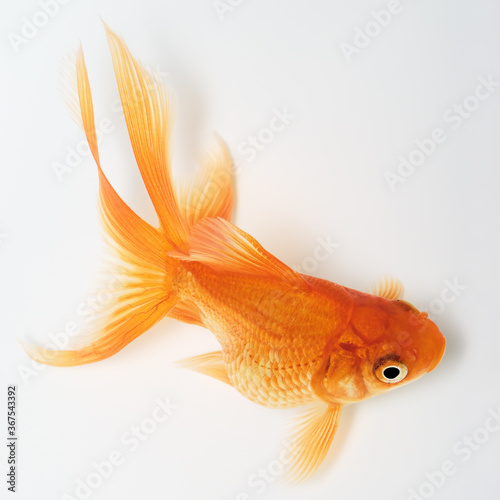 Gold Fish
