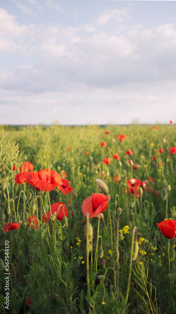 Slany, Czech Republic - 27.05.2020: scarlet poppies in the green grass Slany, Czech Republic - 27.05.2020: scarlet poppies in the green grass