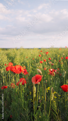 Slany  Czech Republic - 27.05.2020  scarlet poppies in the green grass