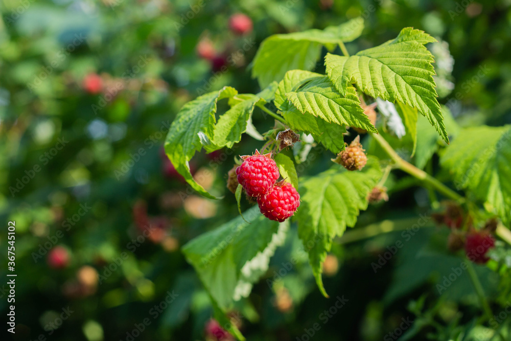 Red ripe raspberries grow on a branch Red ripe raspberries grow on a branch