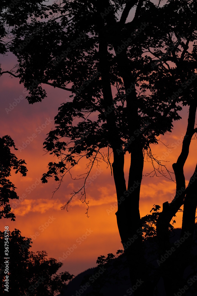 beautiful sunset with a orange sky and a silhouette of a maple tree