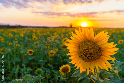 Fototapeta Naklejka Na Ścianę i Meble -  summer sunflower flower at sunset against the blue sky in the field . summer time of the season