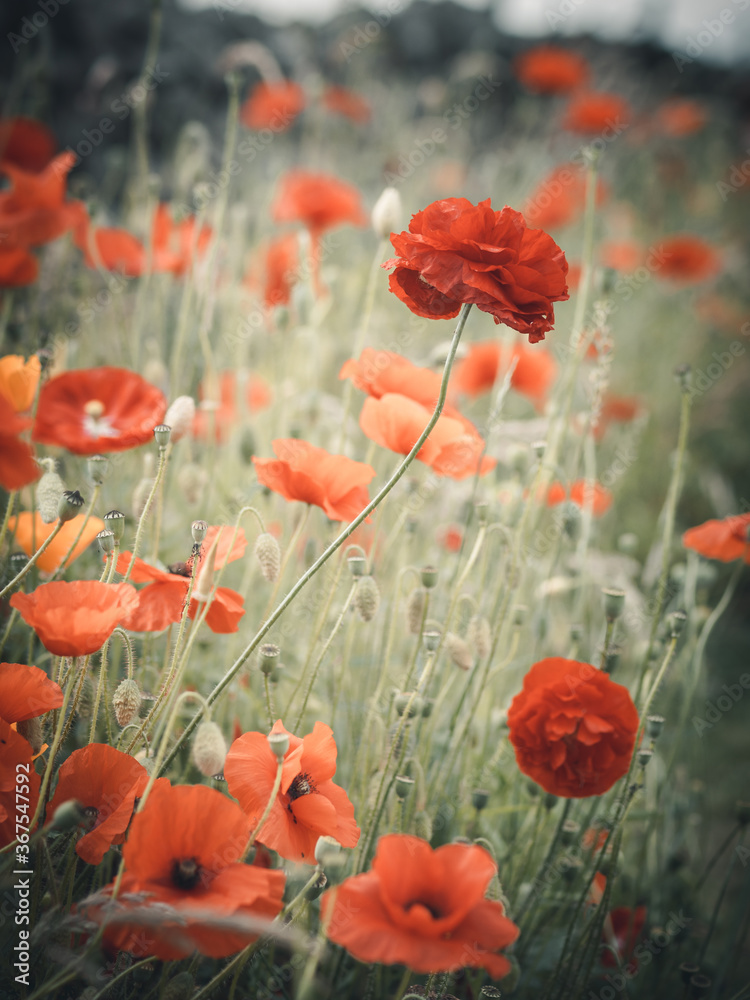 Obraz premium Field of red Poppies in the Peak District of Derbyshire