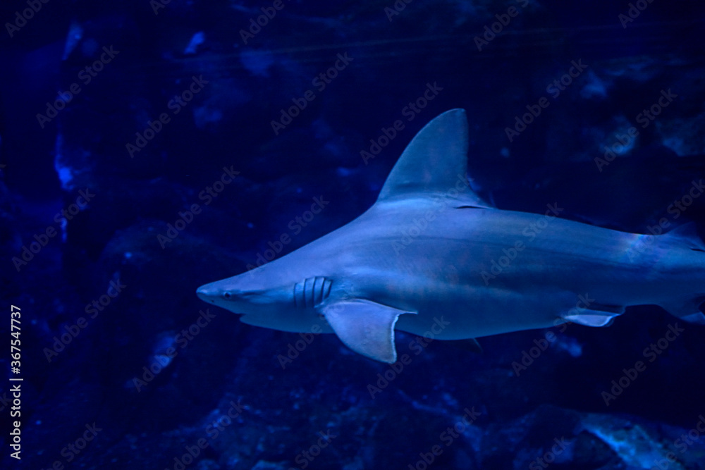Naklejka premium Tiger shark in the ocean surrounded by fish
