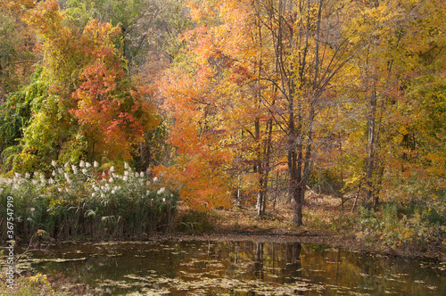 Autumn trees along pond 3