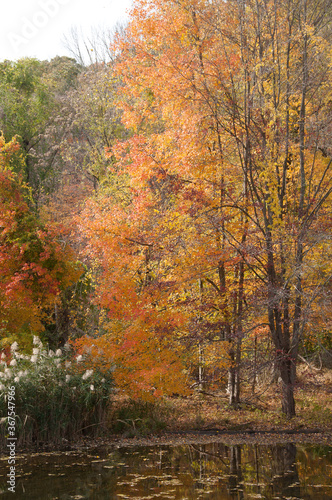 Autumn trees along pond 1