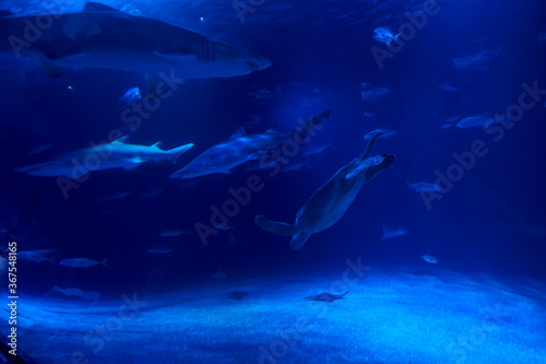 Group of marine animals in the ocean © Raul